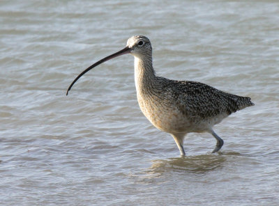 Long-billed Curlew, Packery Channel