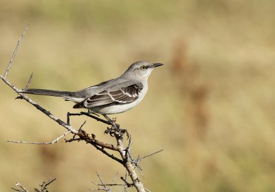 Mockingbird, Pond at Packery Channel