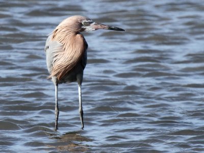 Reddish Egret, Packery Channel