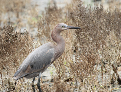 Reddish Egret, Charlie's Pasture