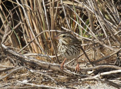 Savannah Sparrow, Charlie's Pasture