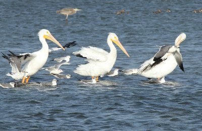White Pelicans, Oso Bay