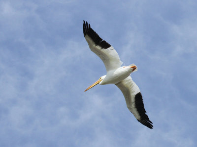 White Pelican Overhead