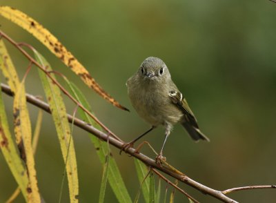 Lynns Ruby-crowned Kinglet, Paradise Pond