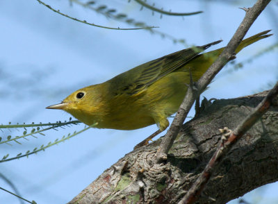 Yellow Warbler