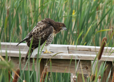 Red-tailed Hawk,  JBS Wetlands