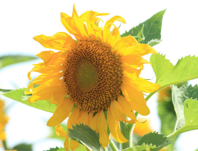 Sunflower,  Ellis County 