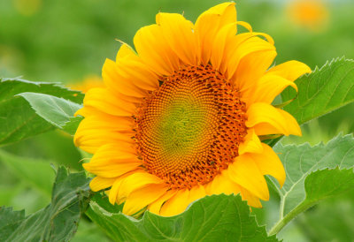 Sunflower, Summer in Ellis County