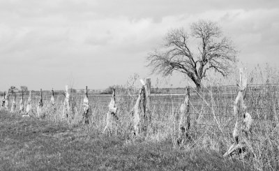 Coyote Bounty