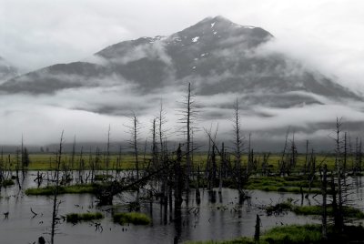 Petrified trees near Anchorage