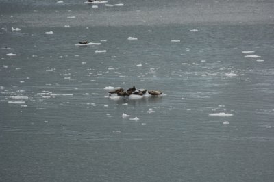 Seals floating on ice at Gollege Fjord