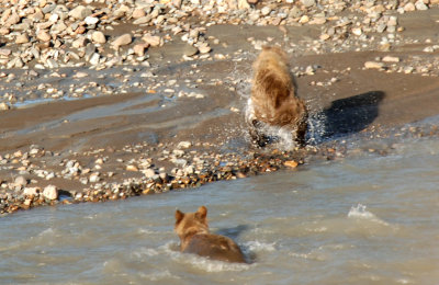 Grizzly cubs crossing river at Denali