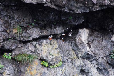 Puffins in cliffs at Resurrection Bay