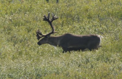 The Beauty of Alaska