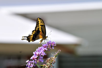 backyard_beauties_2010