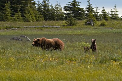 Mother and cubs in meadow
