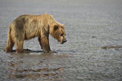 Bear on flats
