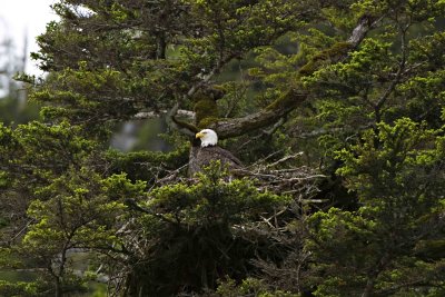Eagle in Tree _LC20609_00345_LC20609Alaska 2010.jpg