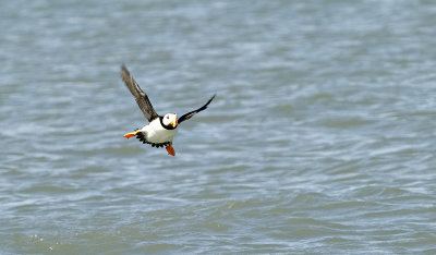 Puffin in Flight