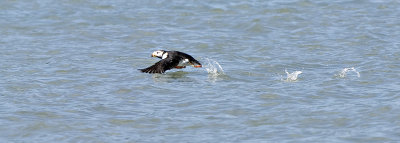 Puffin getting running start_