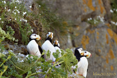 Puffins in Alaska