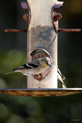 _CL17269_964_CL17269 as Smart Object-1 a.jpg
