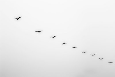 Flight of the pelicans