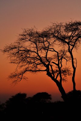 Etosha (Namibia)