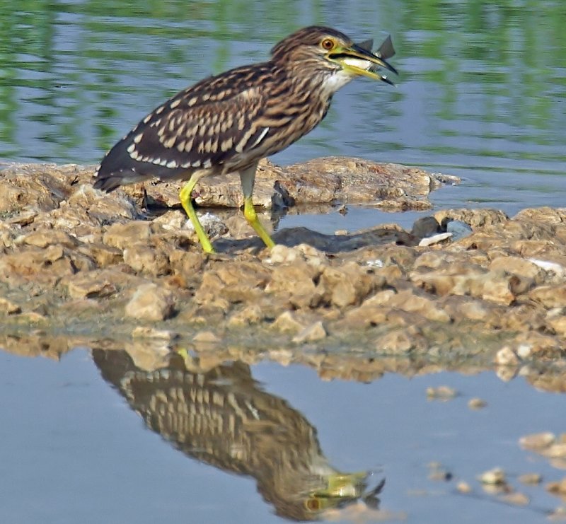 Night Heron Juvenile