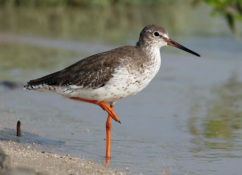 Redshank