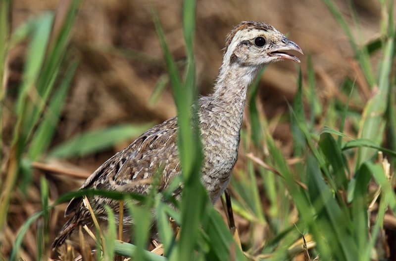 Chick Grey Francolin