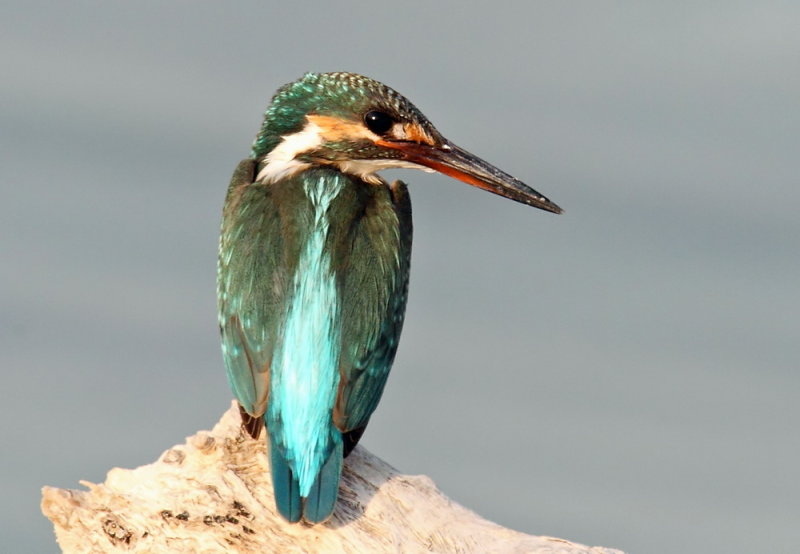 Common Kingfisher