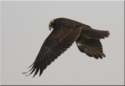Marsh Harrier