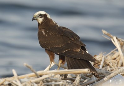 Marsh Harrier