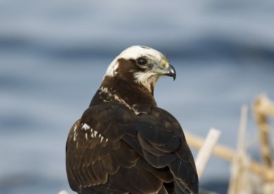 Marsh Harrier