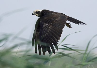 March Harrier