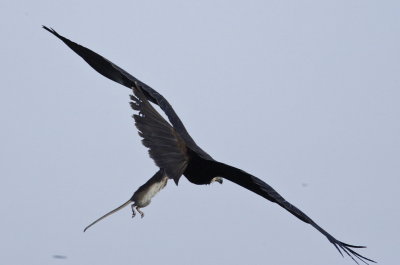 Marsh Harrier