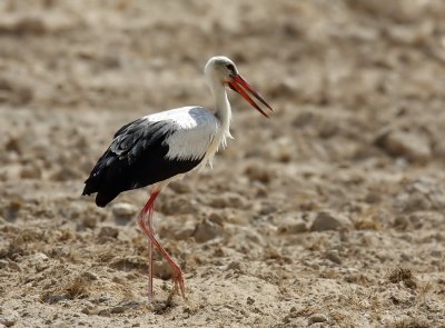 White Stork