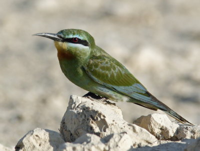 Blue-Ckeeked Bee-eater