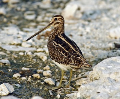 Snipe