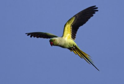 Parakeet Ring-necked
