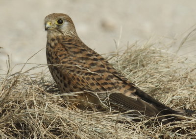 Common Kestrel