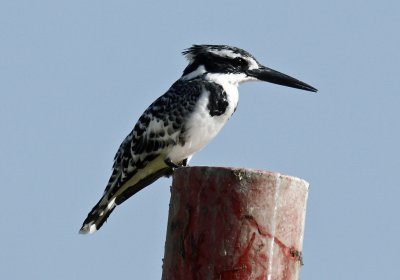 Pied Kingfisher