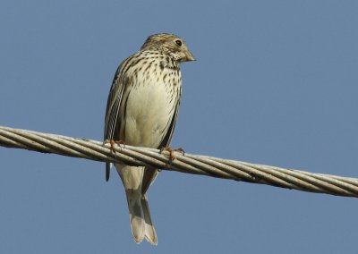 Corn Bunting