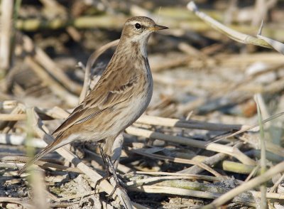 Water Pipit