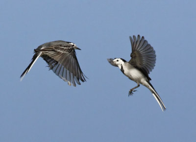 White Wagtail