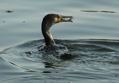 Cormorant