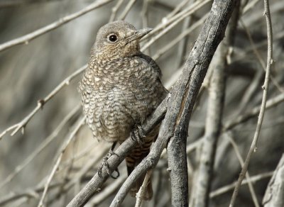 Blue Rock Thrush f