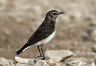 Pied Wheatear (f)