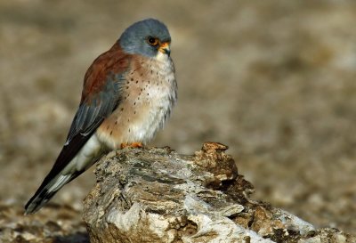 Lesser Kestrel